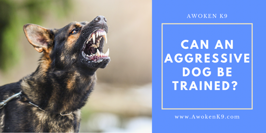 can an aggressive dog be trained