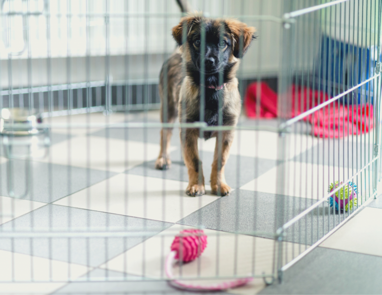 Why Should I Crate Train My Puppy [The Simple Truth]