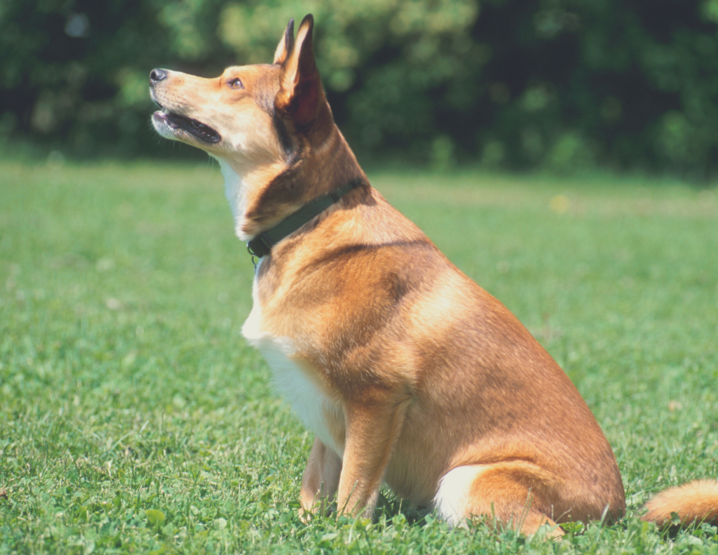 How To Train Dog To Not Jump Awoken K9 Dog Training in Tampa