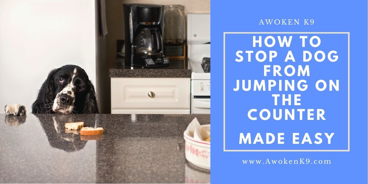 How To Stop a Dog From Jumping on Counter