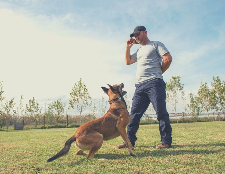 10 Actionable Dog Training Focus Exercises You Can Do Today 10-actionable-dog-training-focus-exercises-you-can-do-today