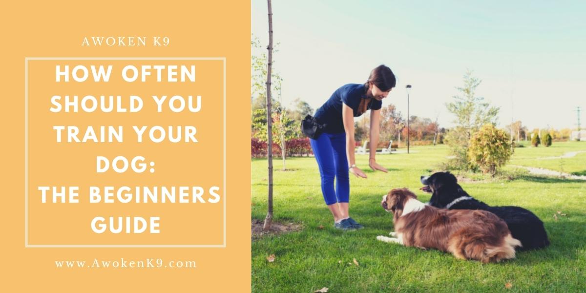 How Often Should You Train Your Dog