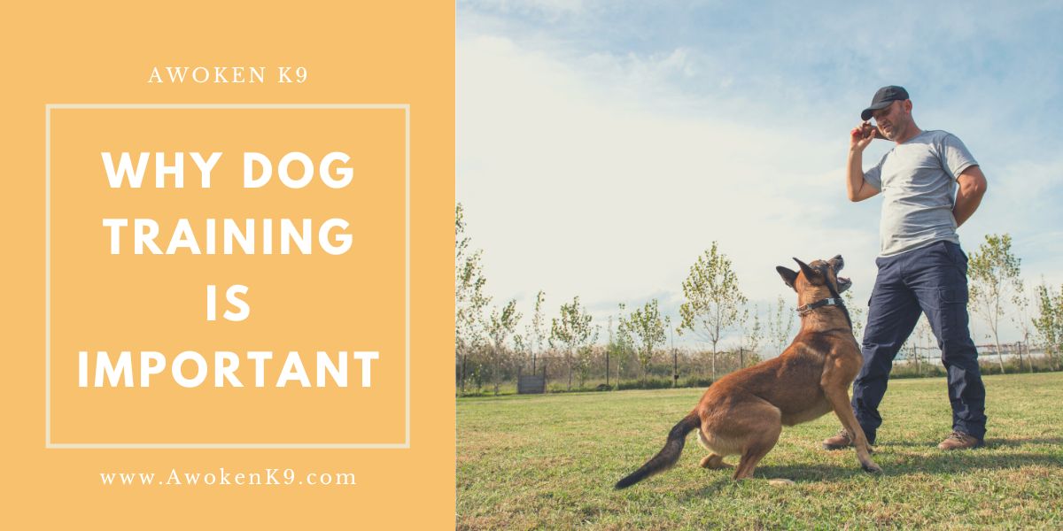 WHY DOG TRAINING IS IMPORTANT