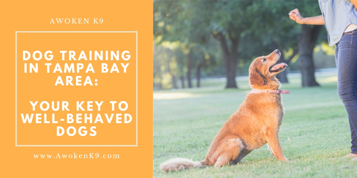 dog training in tampa bay area