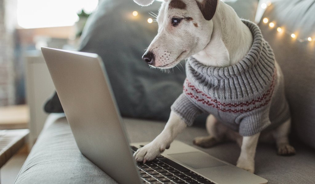 the best online dog training program